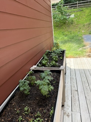 Two raised planters growing herbs along the edge of a deck