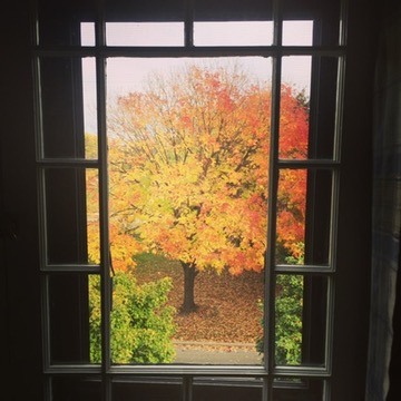 Bright orange and yellow autumn tree framed by a dark window