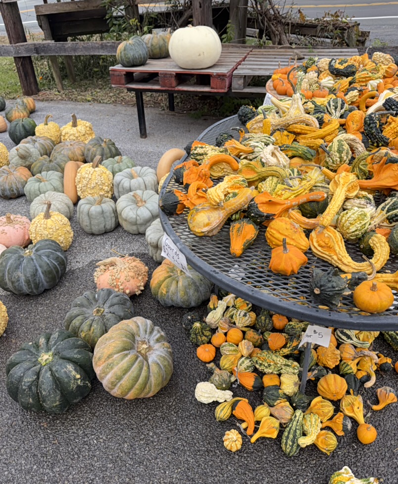 A playful assortment of orange, green, and cream gourds gathered on an outdoor market table