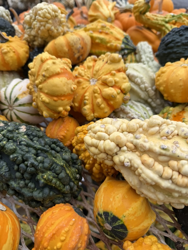 An autumn mix of gold, cream, orange, and deep-green gourds in wonderfully different shapes